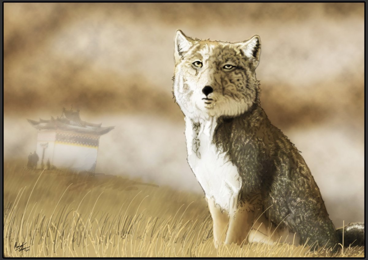 Тибетская лиса