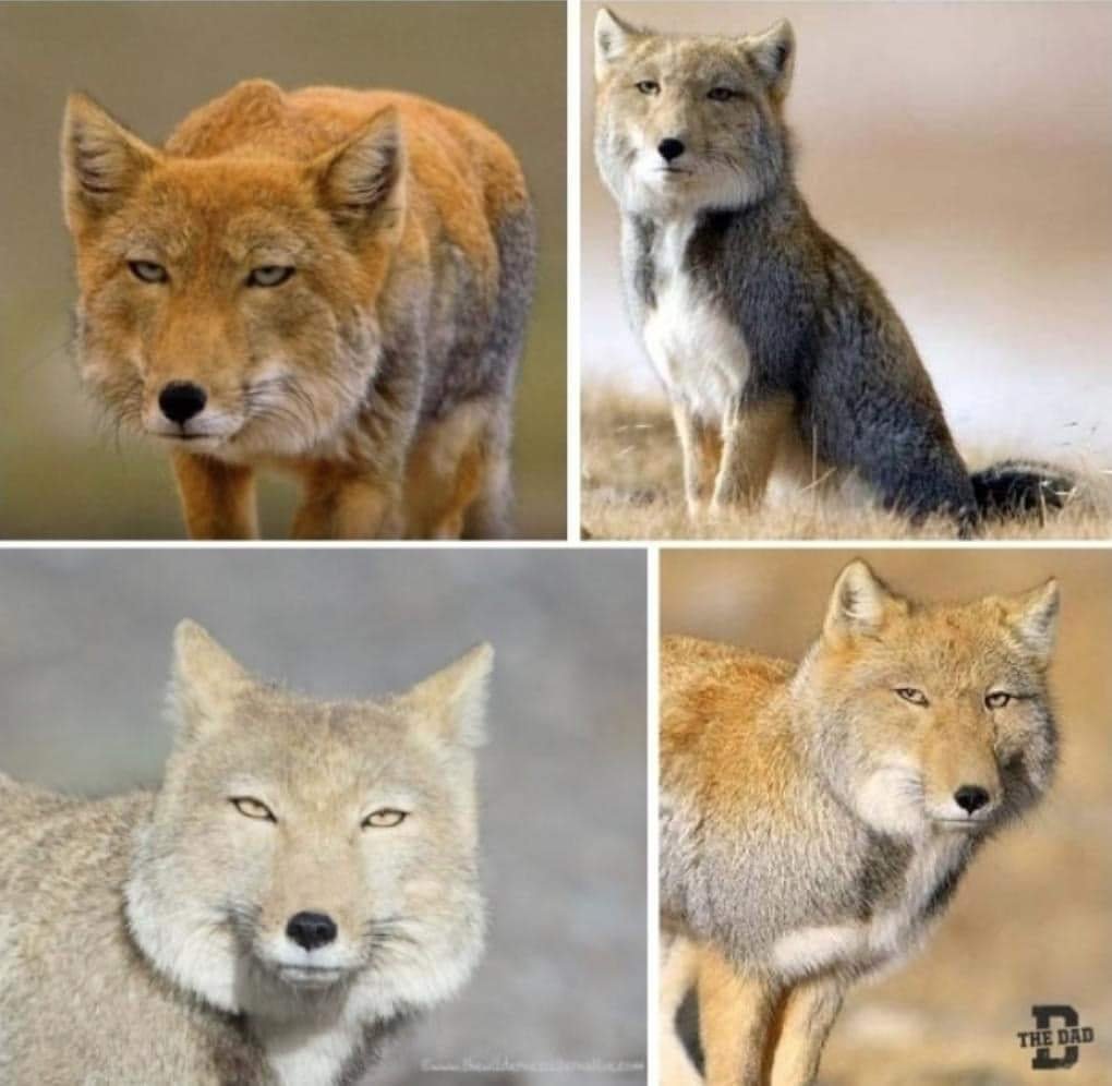 Тибетская лиса подозрительно