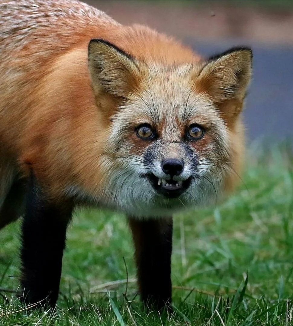 Лиса Монгол