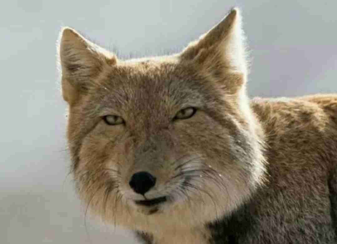 Тибетская лиса пофигист