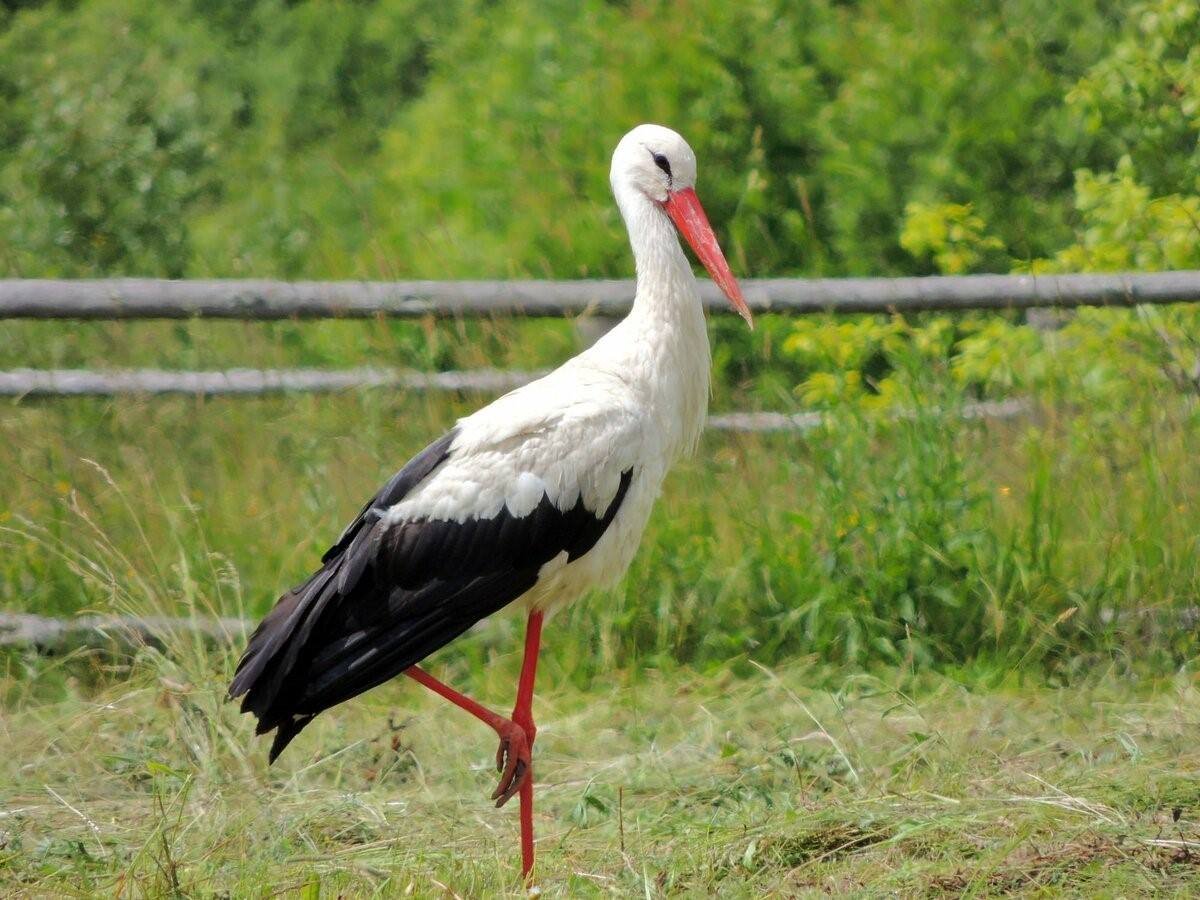 Белоруссия белый Аист