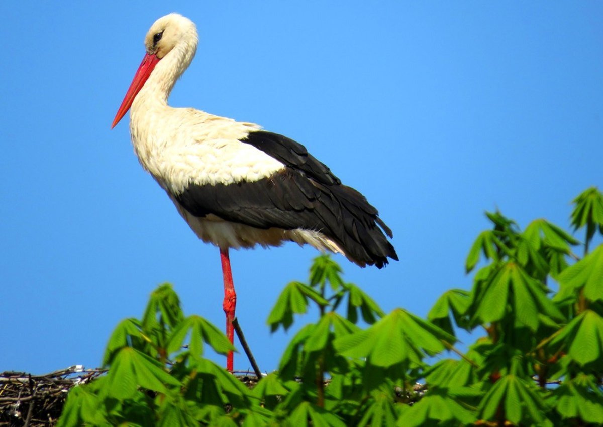 Черный Аист Перелетная птица