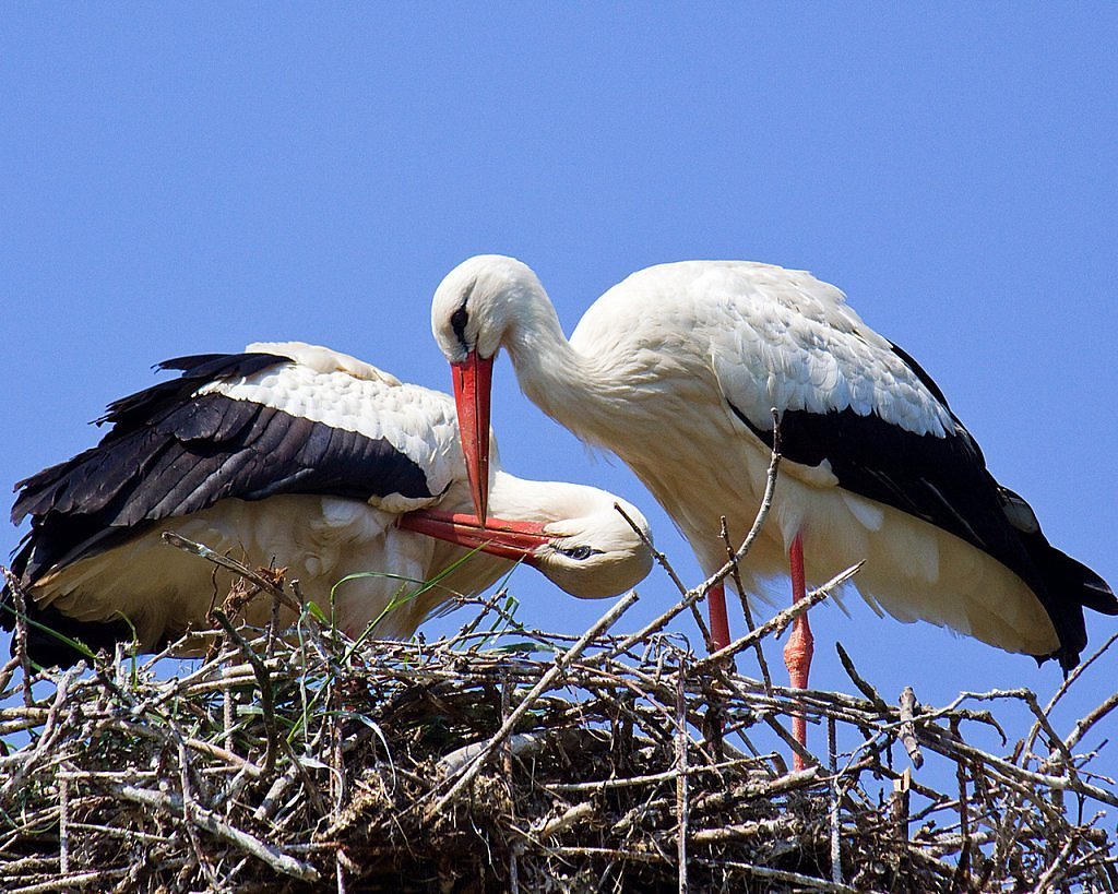 Аисты на крыше