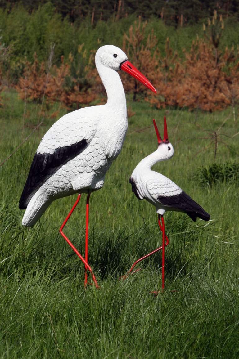 Аист птица