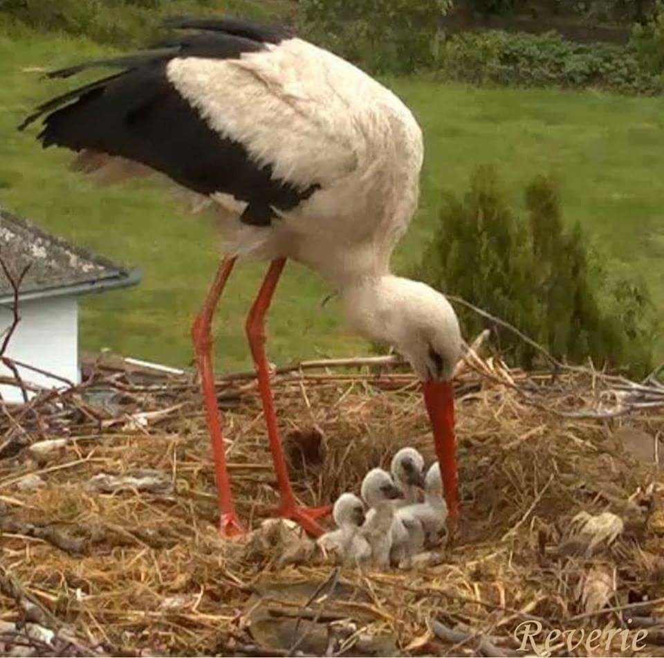 Детеныш аиста