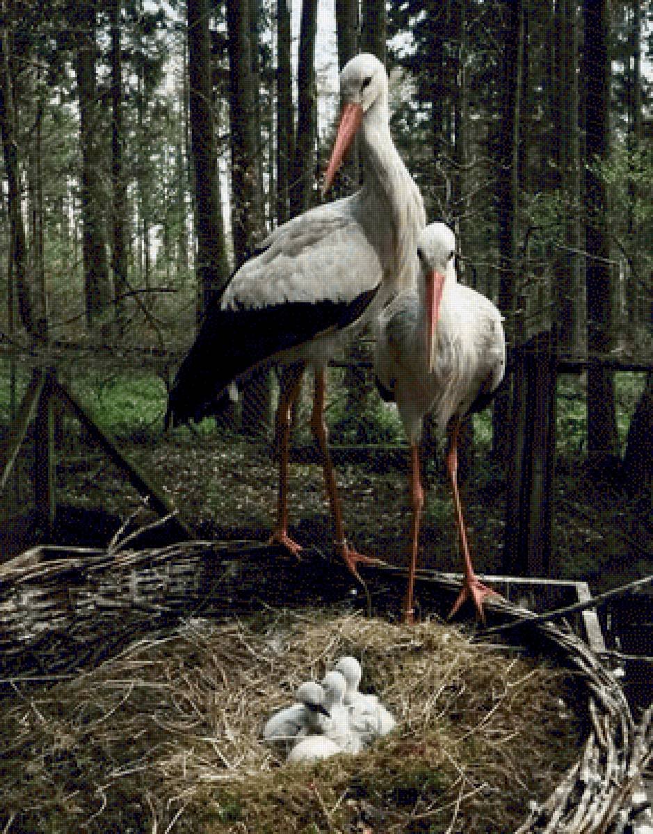 Гнездо аиста