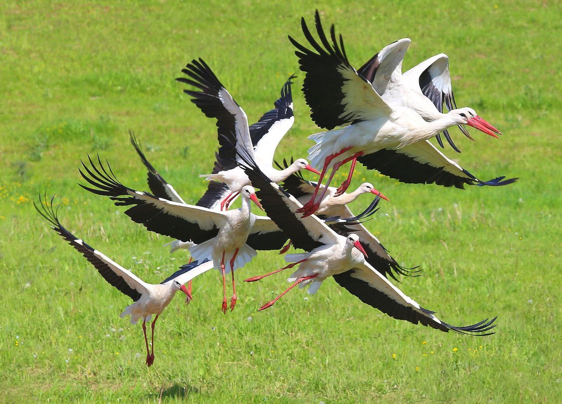 Стая аистов в полете