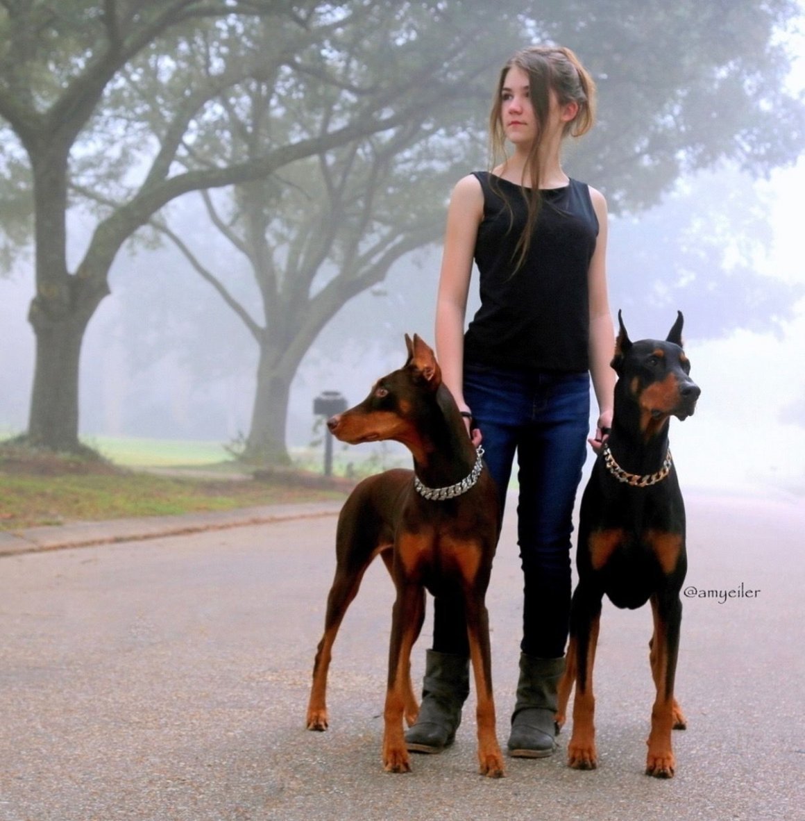Немецкий пинчер рост