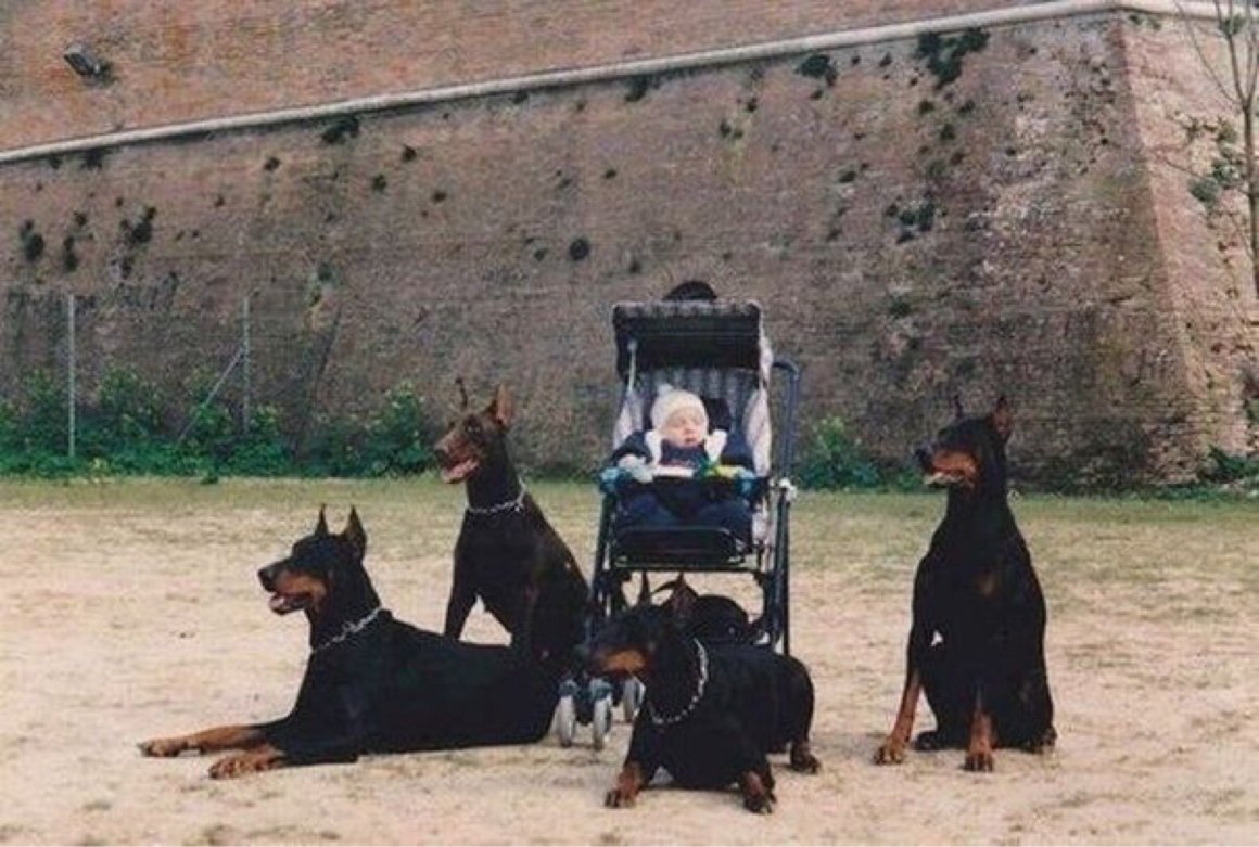 Доберман кобель телохранитель