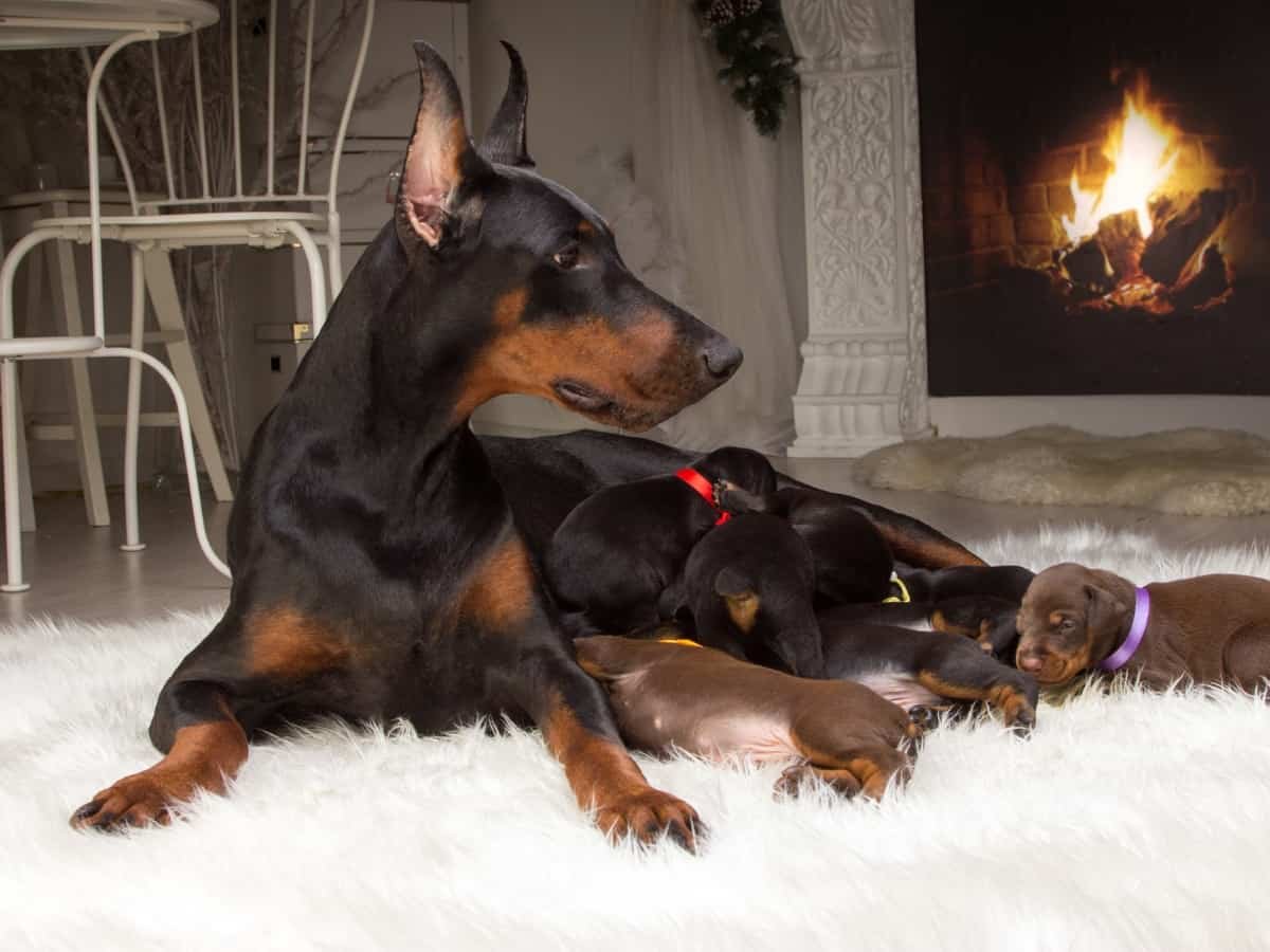 Доберман у камина