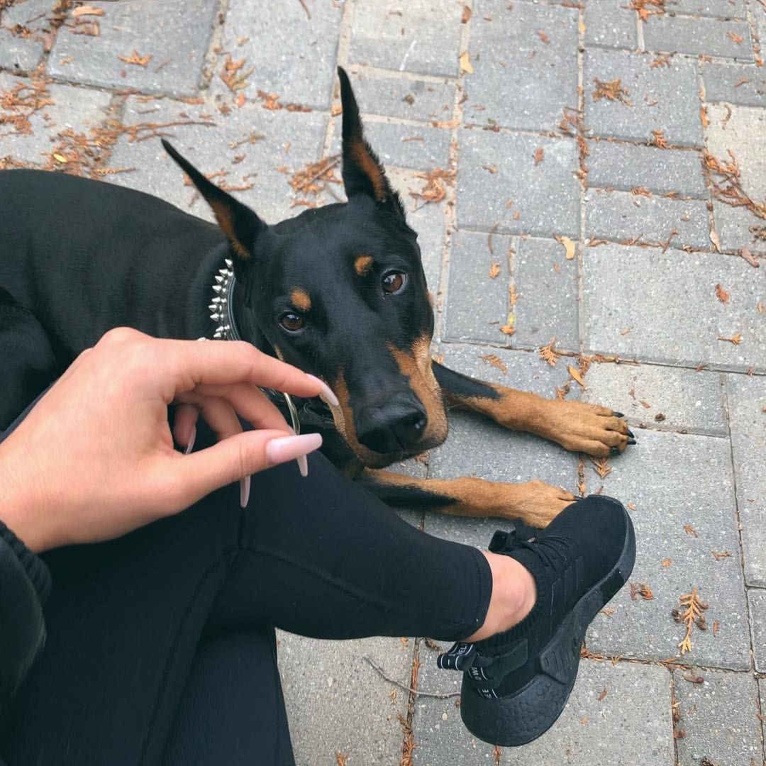 Доберман Эстетика