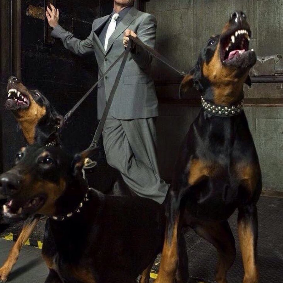 Доберман фильм 1997 пёс