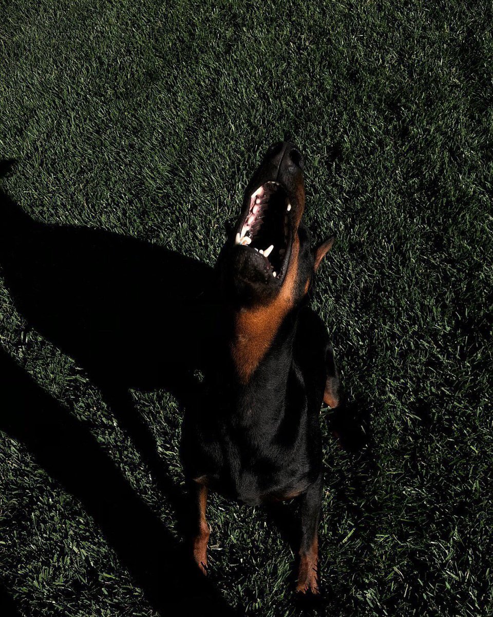 Кендалл с доберманом Эстетика