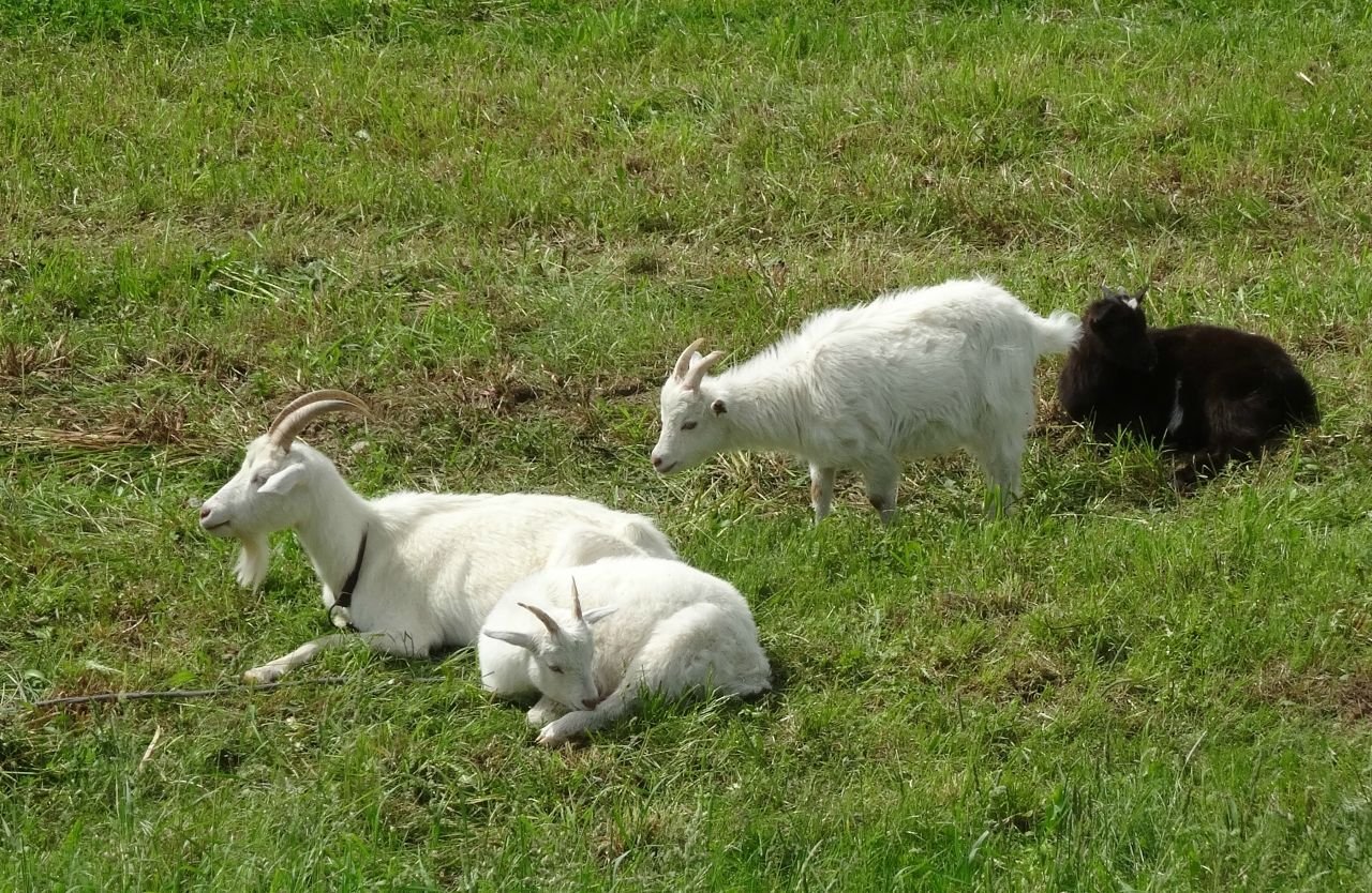 Козлята 3 недели. Тюрингская Лесная порода коз. Козы на лугу. Валлийская коза.