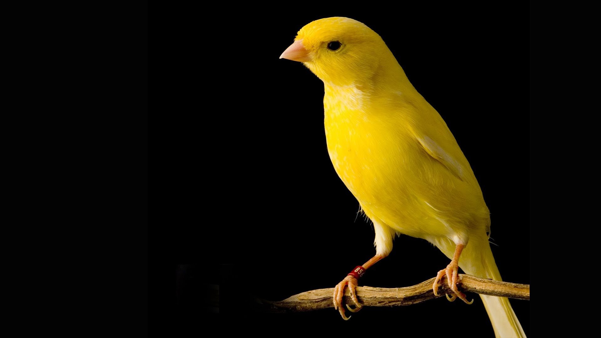 Грустная канарейка. Певчая птичка канарейка. Канарейка кенар. Хохлатая канарейка голубая. Птичка кенар желтый.