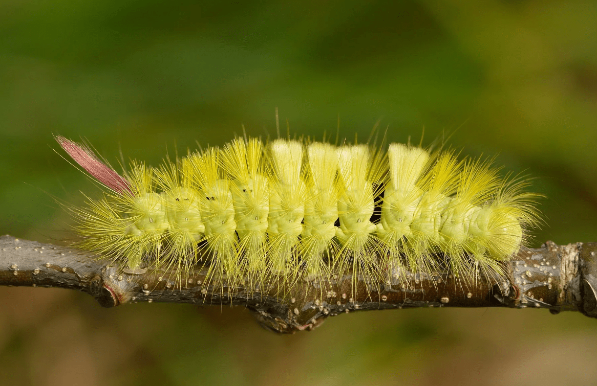 Гусеница волнянка краснохвост