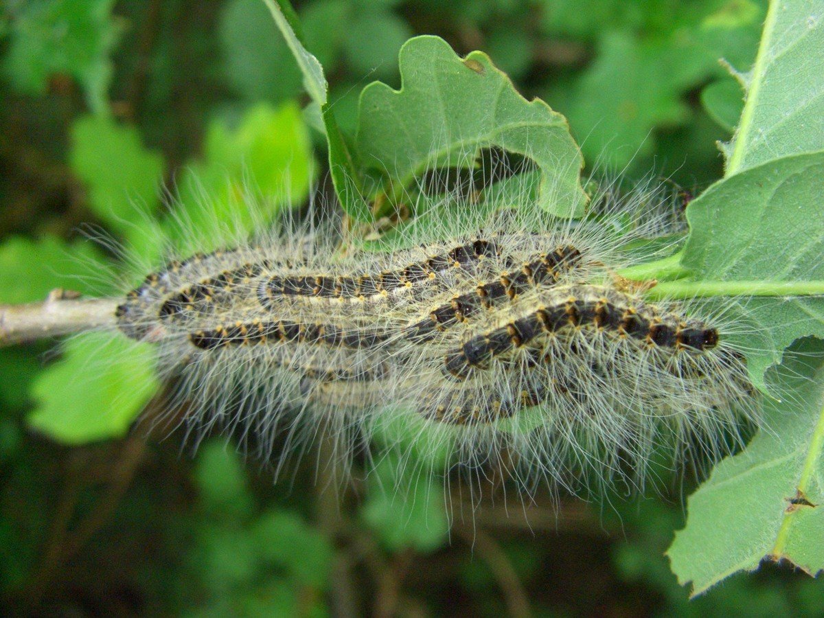 Дубовый шелкопряд гусеница