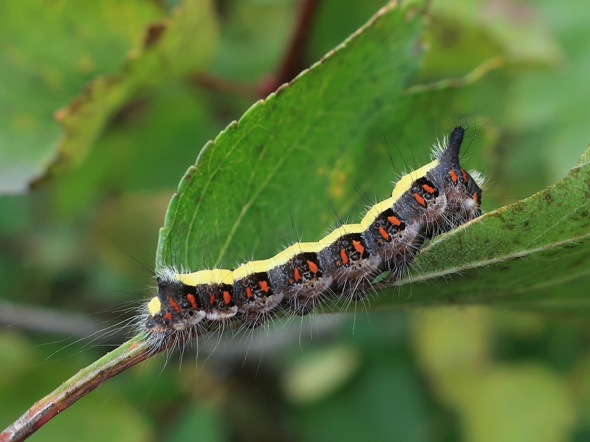 Стрельчатка пси гусеница
