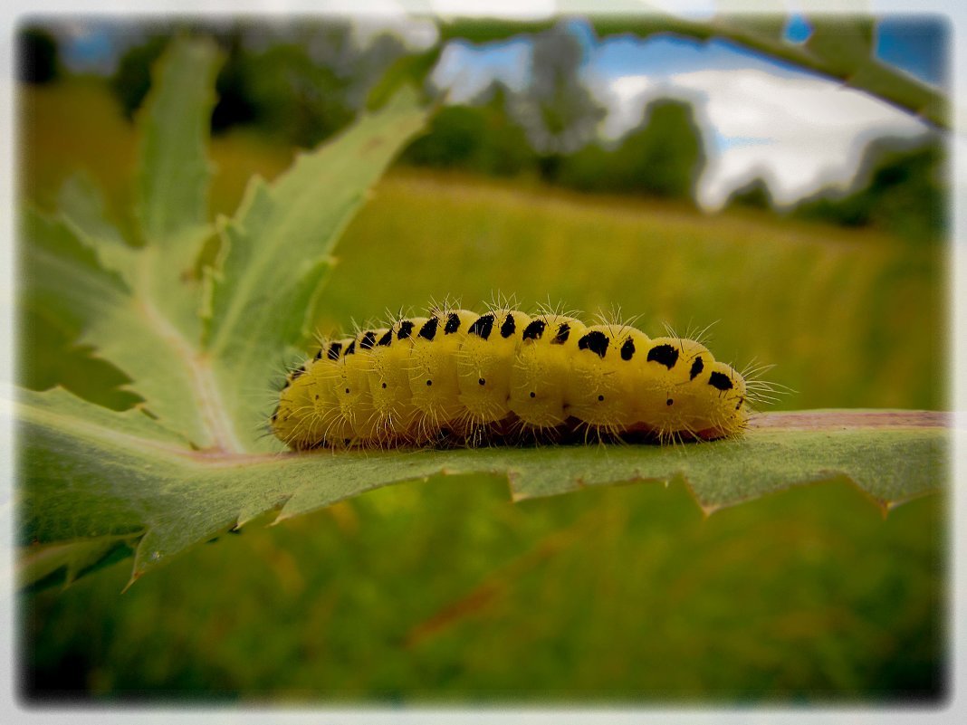 Желтая гусеница