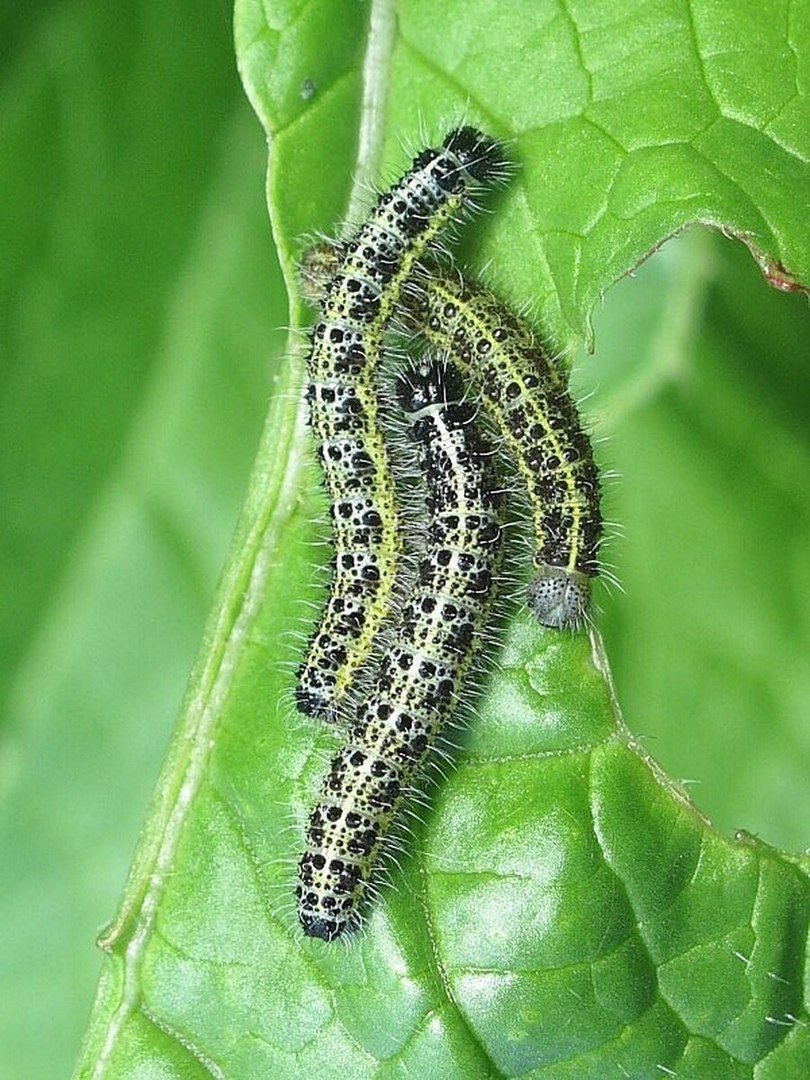 Гусеницы на капусте