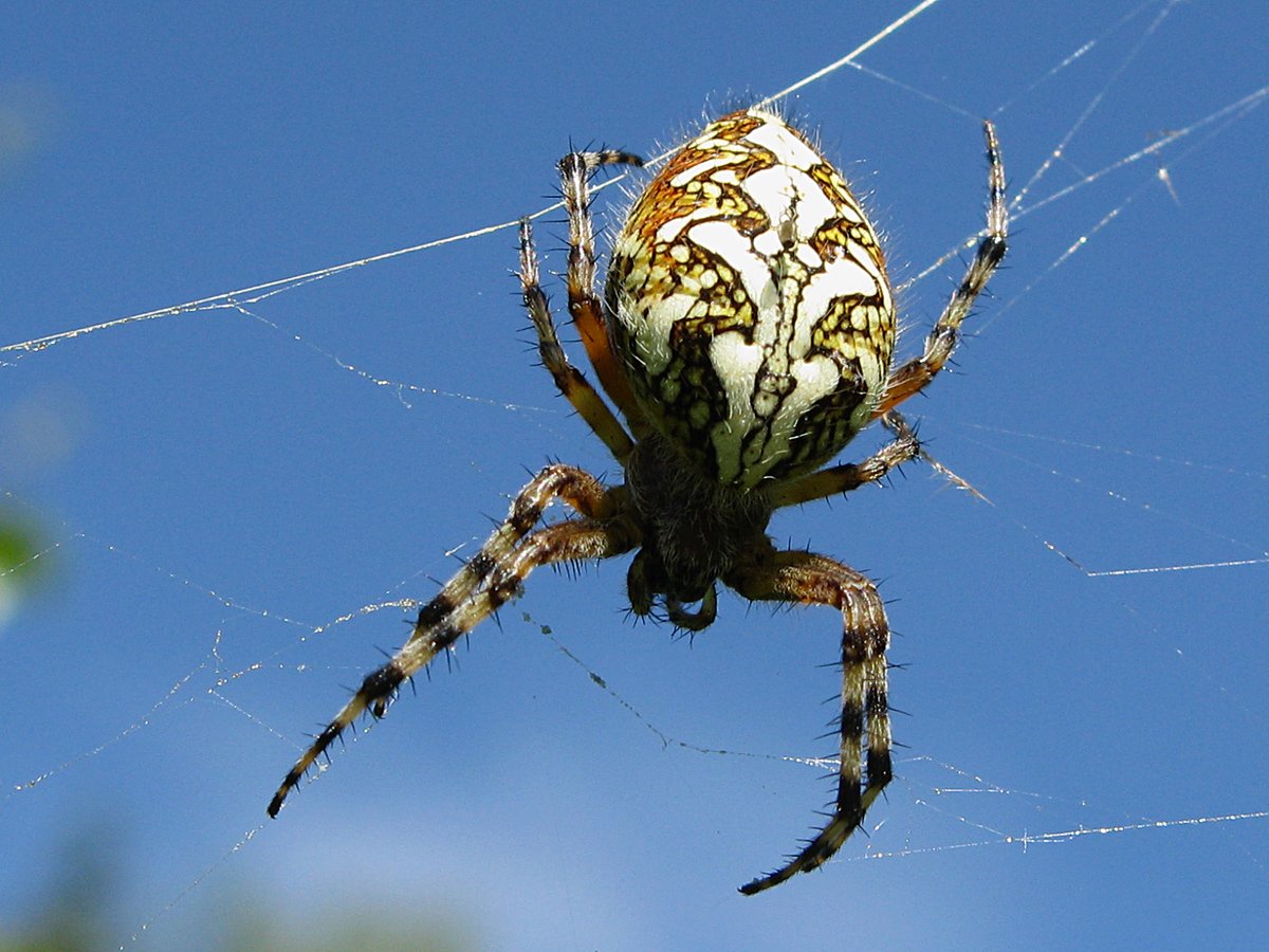 Паук крестовик дубовый