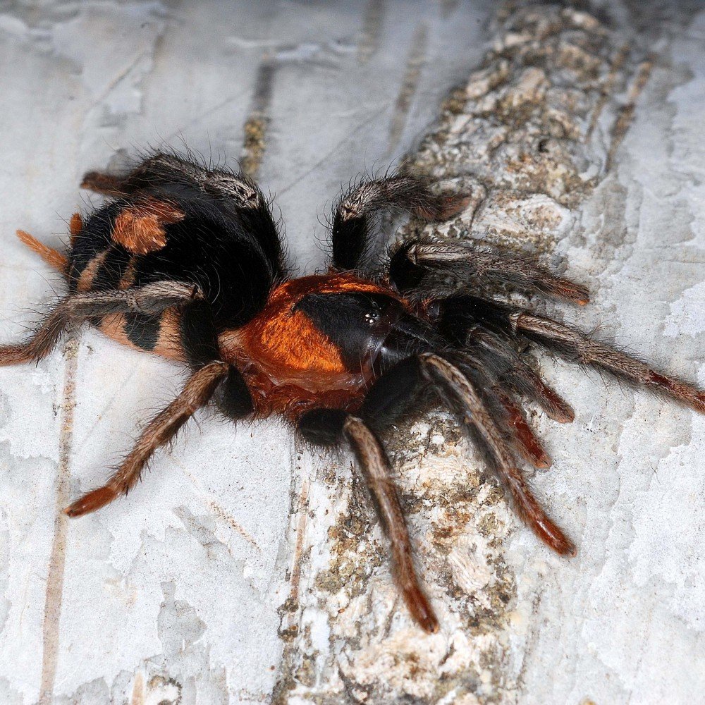 Cyriocosmus elegans l1