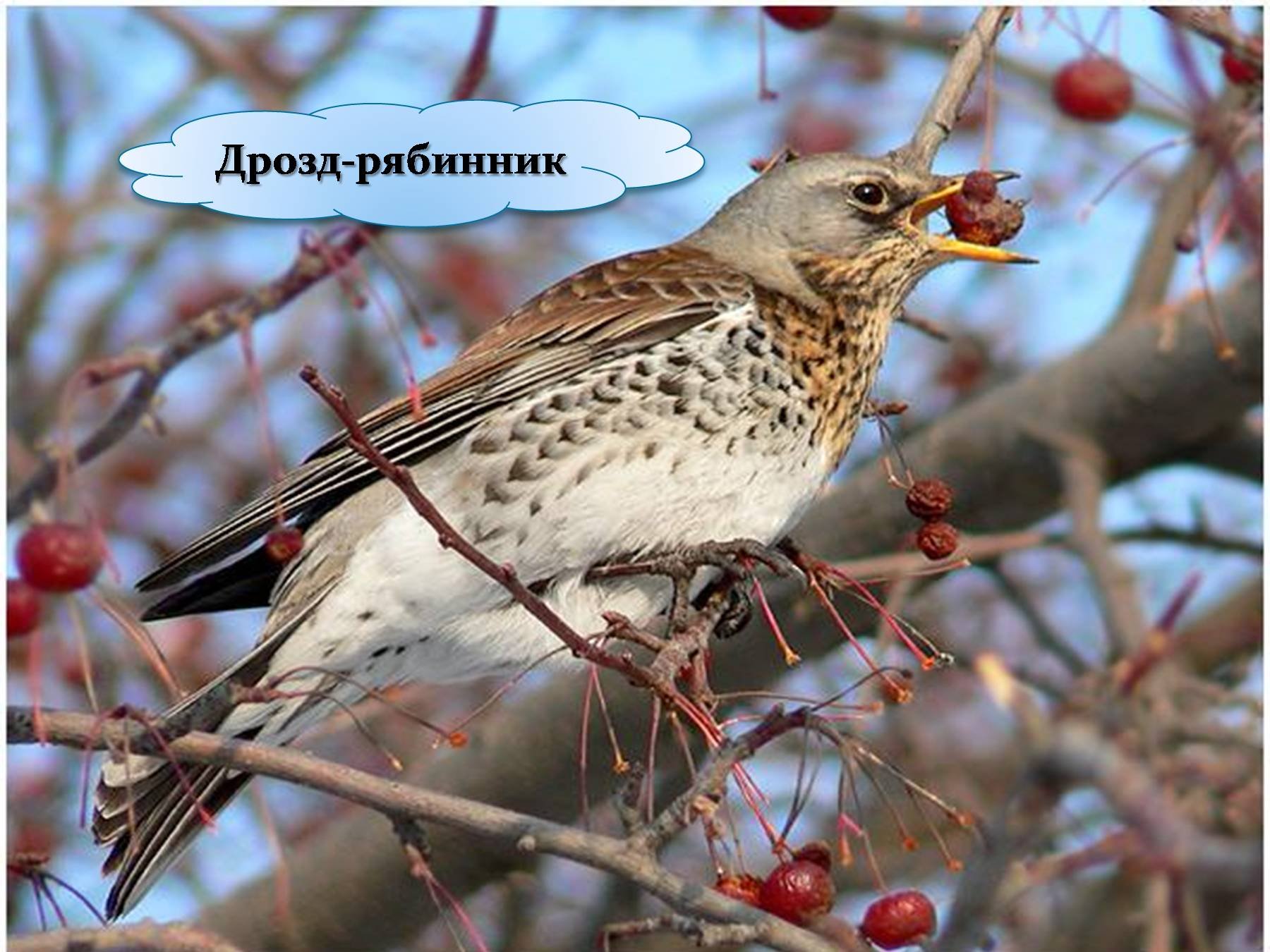 Зимние Птицы В Подмосковье