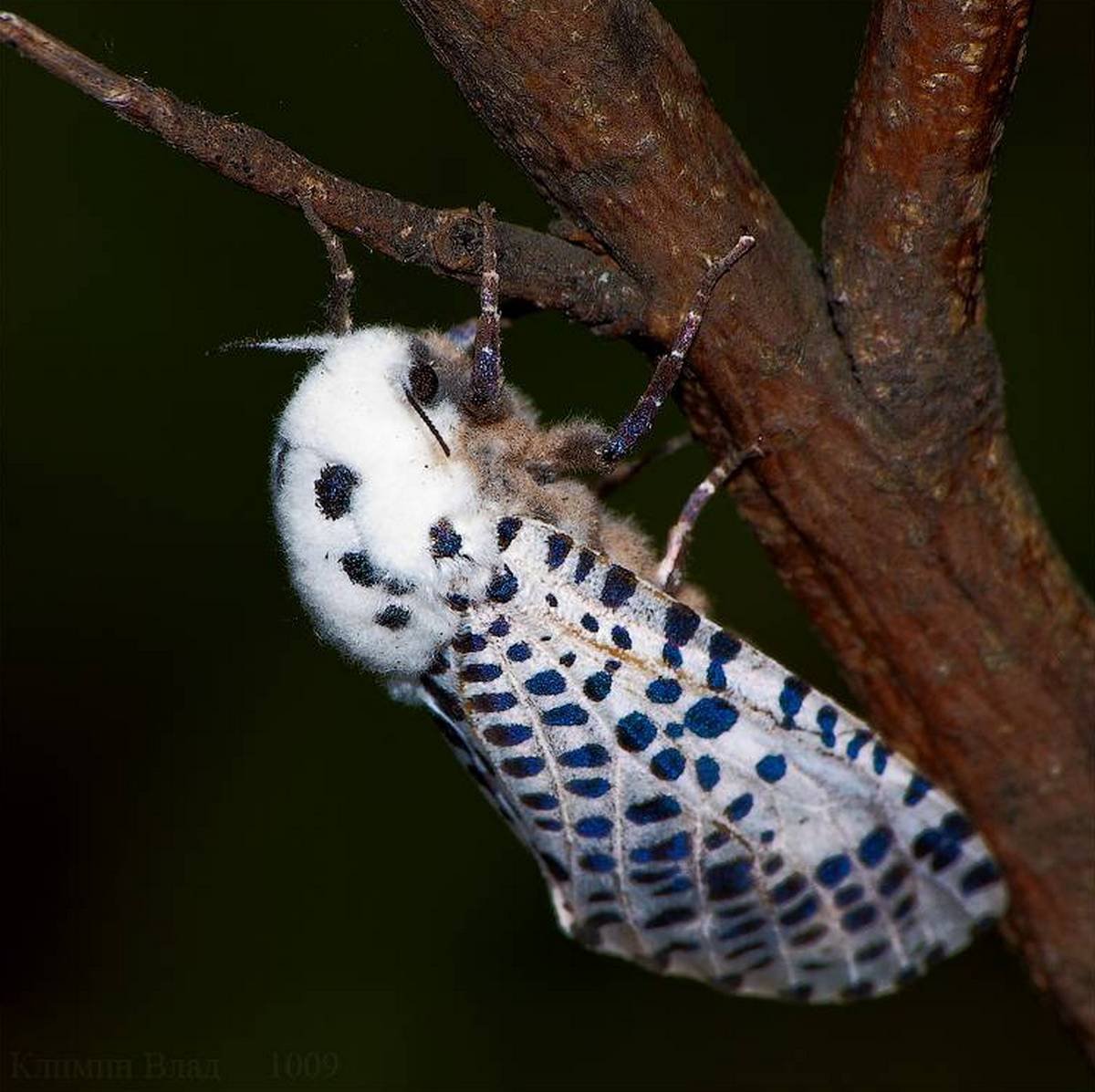 Парусник Антимах гусеница