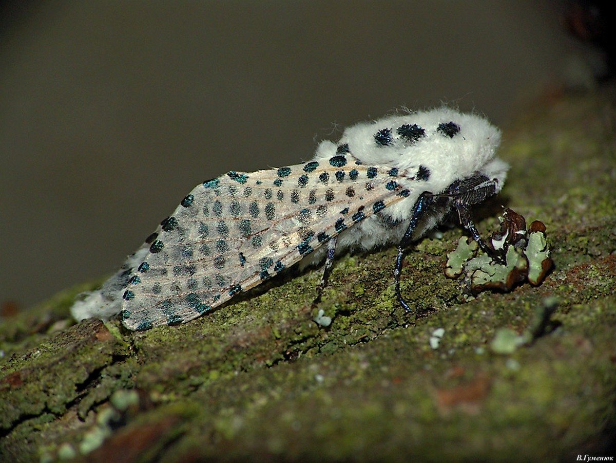 Zeuzera pyrina гусеница