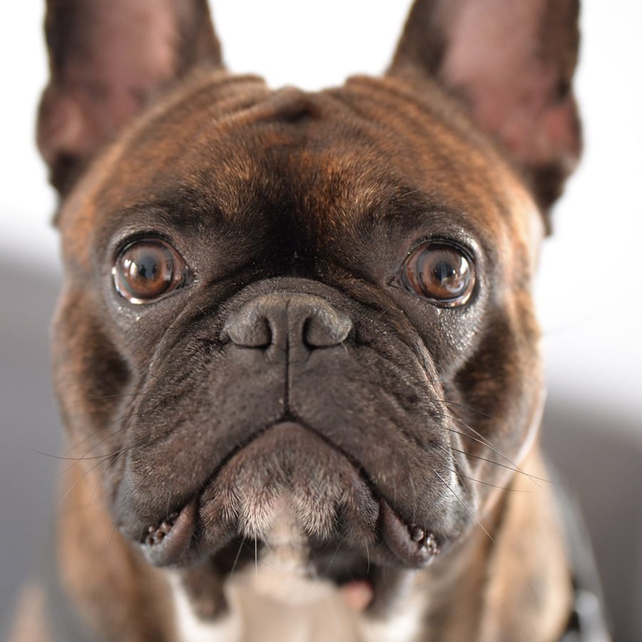 Французский бульдог