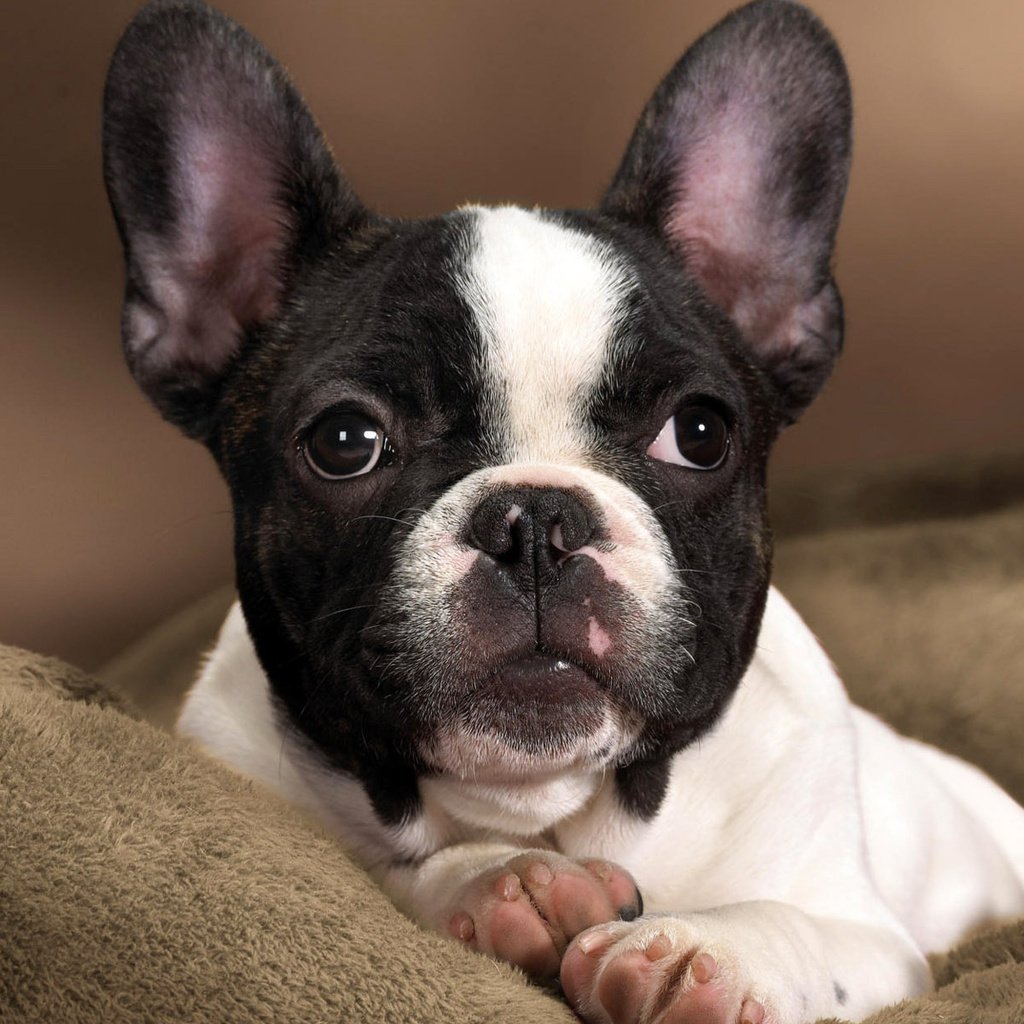 Бостон терьер палевый