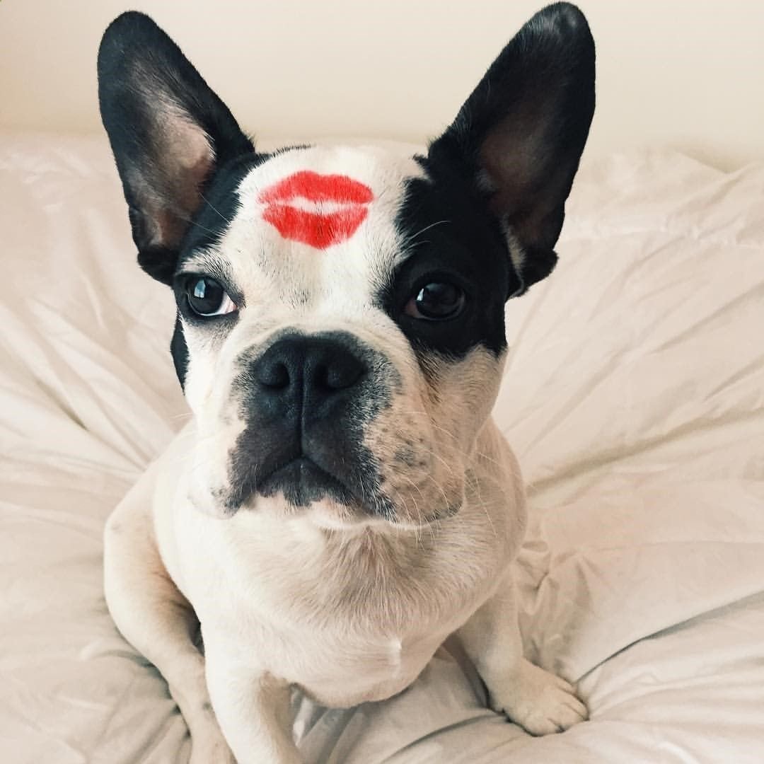 Французский бульдог биколор