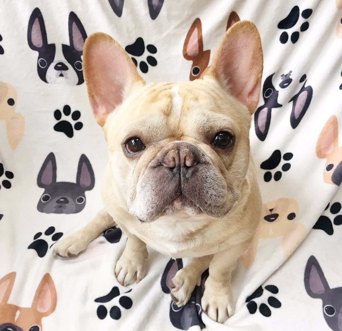 Французский бульдог Эстетика