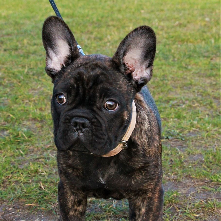 Чистокровный французский бульдог