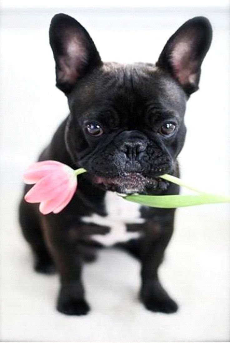 Алмазная мозаика французский бульдог