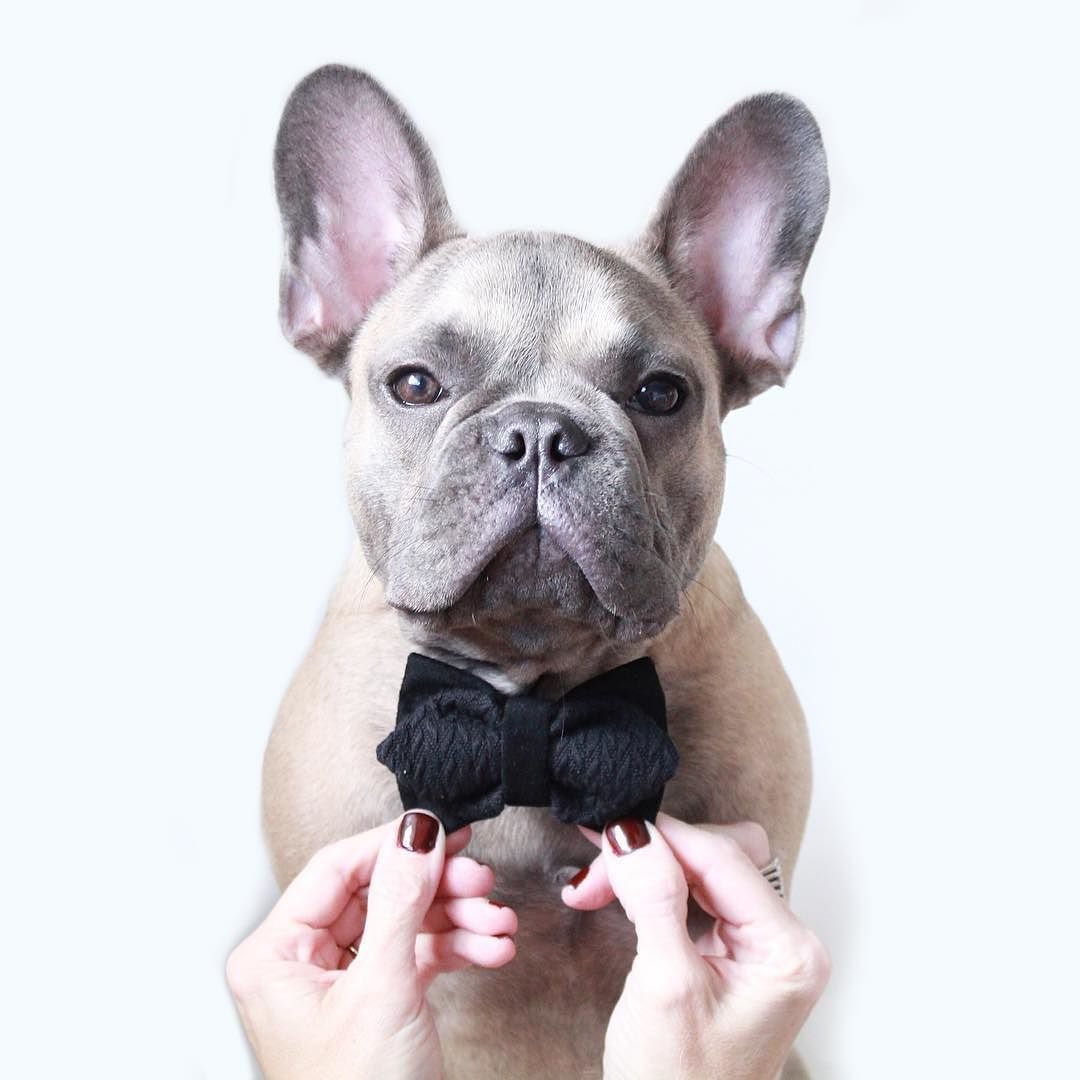 Бульдог Джекки французский