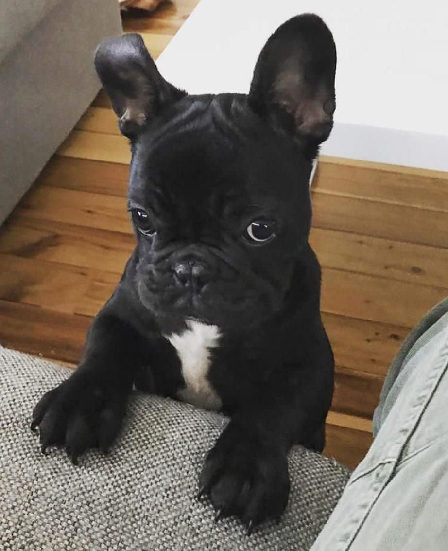 Длинношерстный французский бульдог