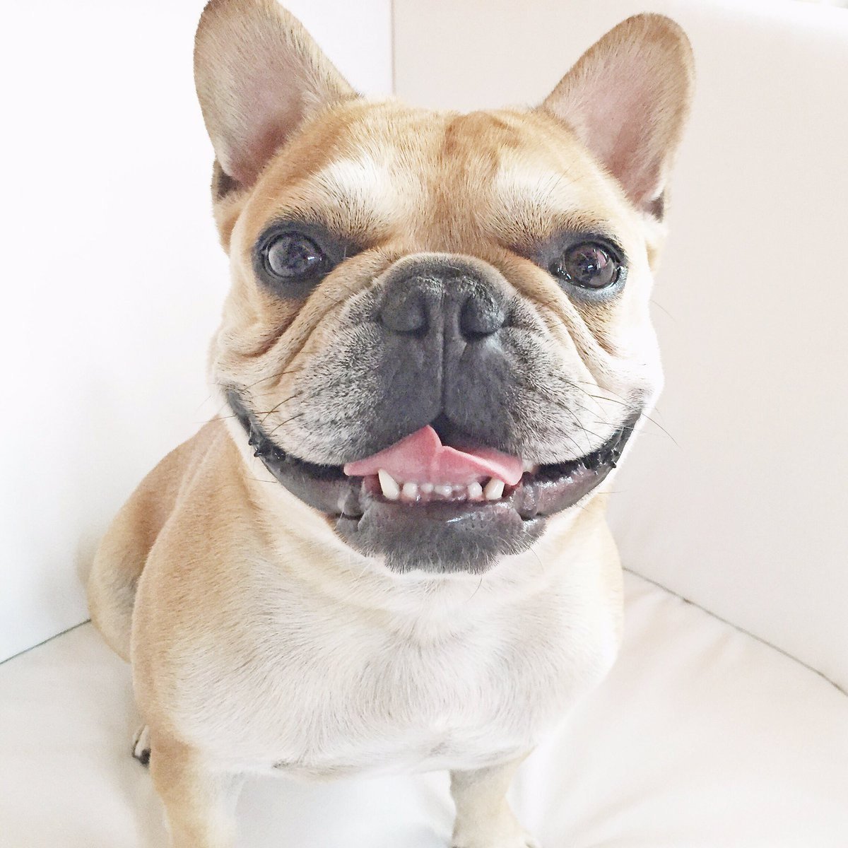 Французский бульдог