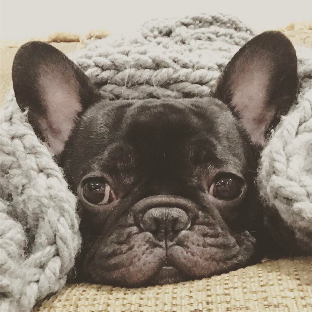 Милые щенки французского бульдога