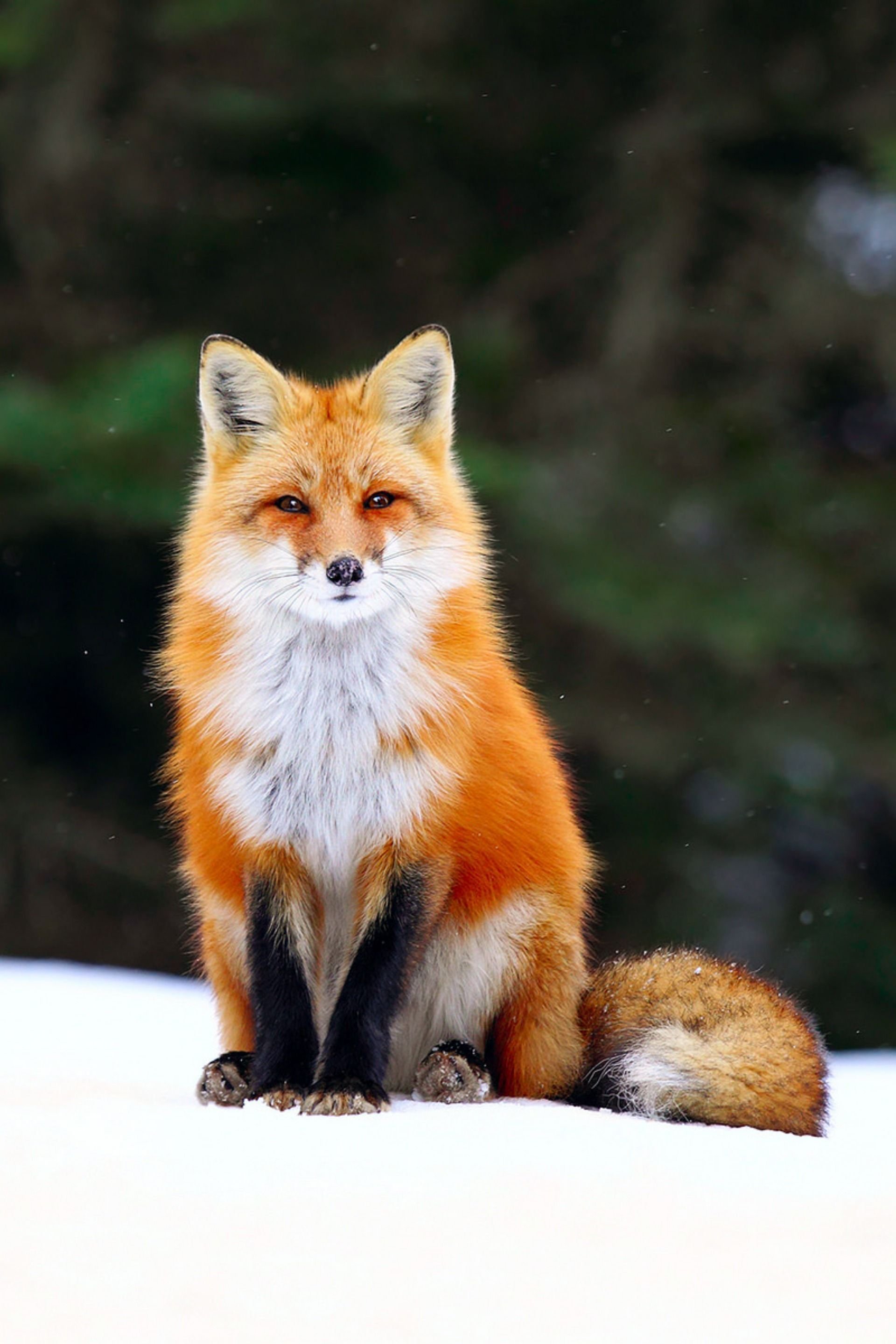 K fox. Крестовка / Cross Fox. Лиса. Красивая лисица. Оранжевое животное.