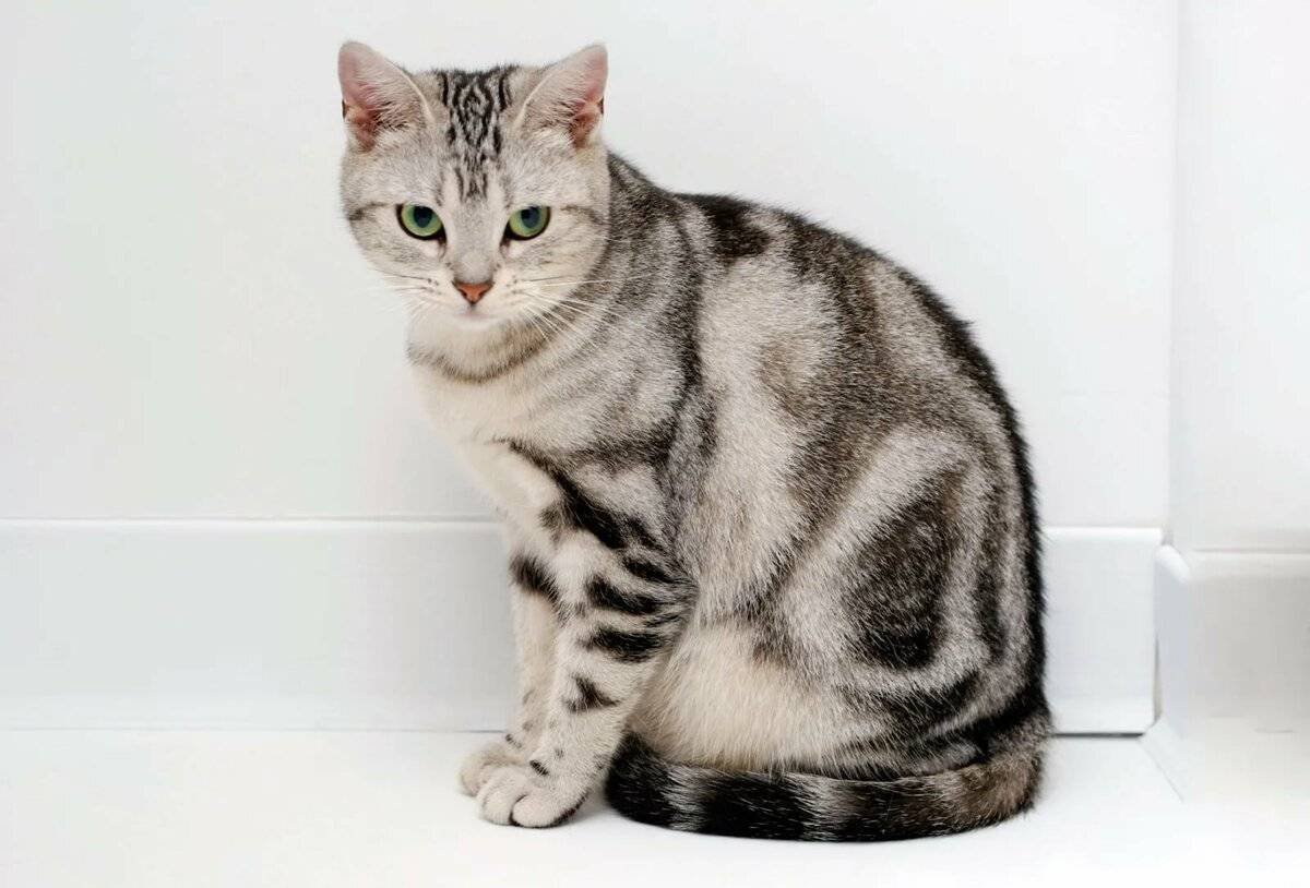 Мраморный табби европейская короткошерстная
