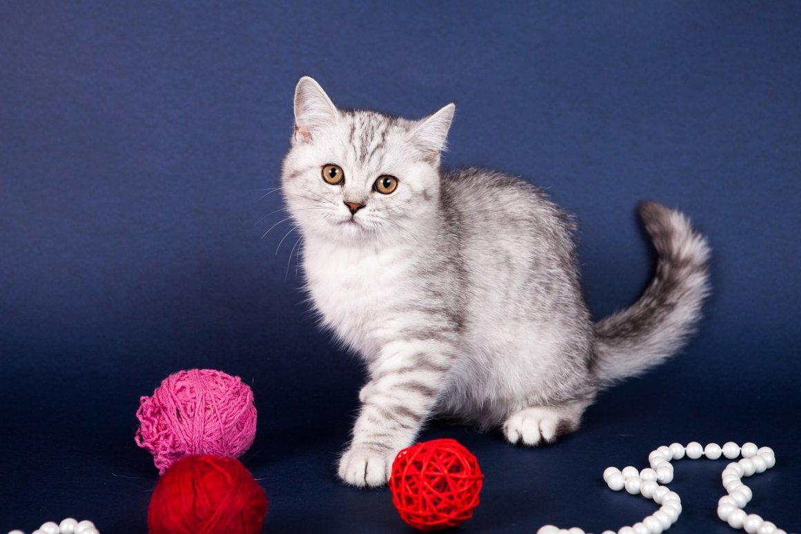 Британец серебристый табби