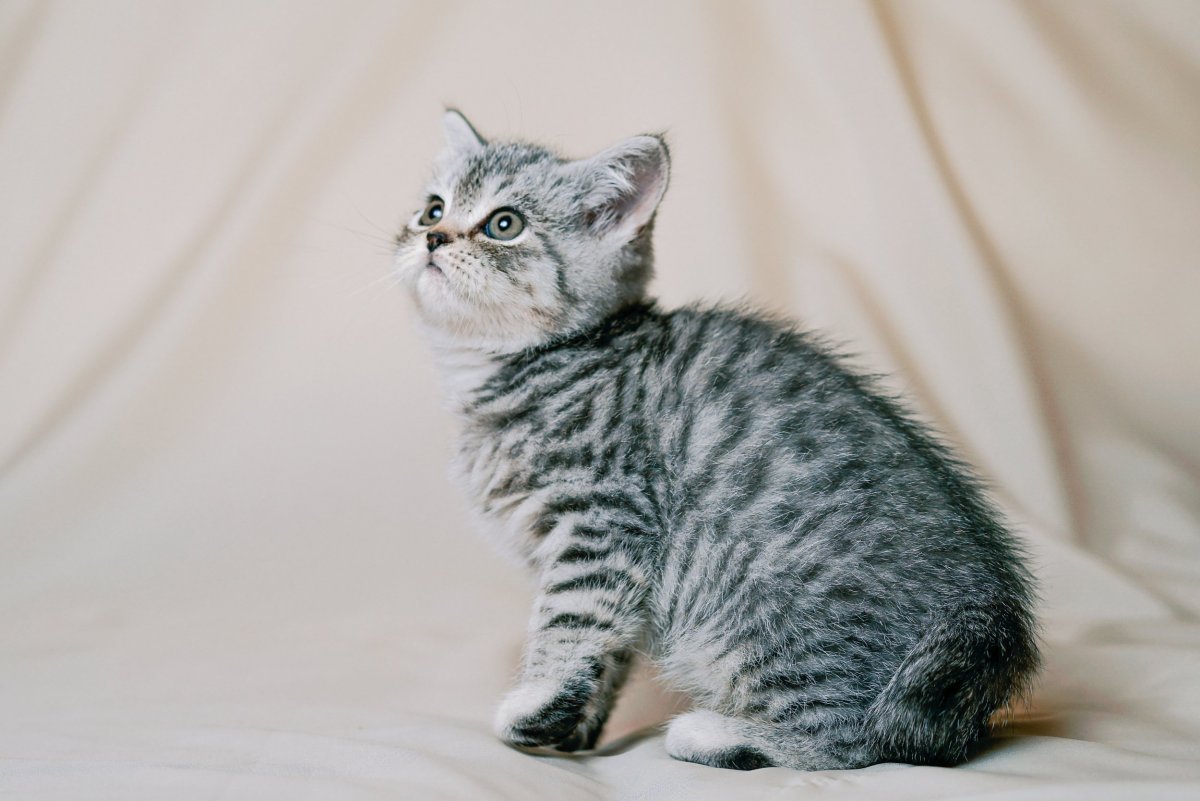 Британская кошка вискас