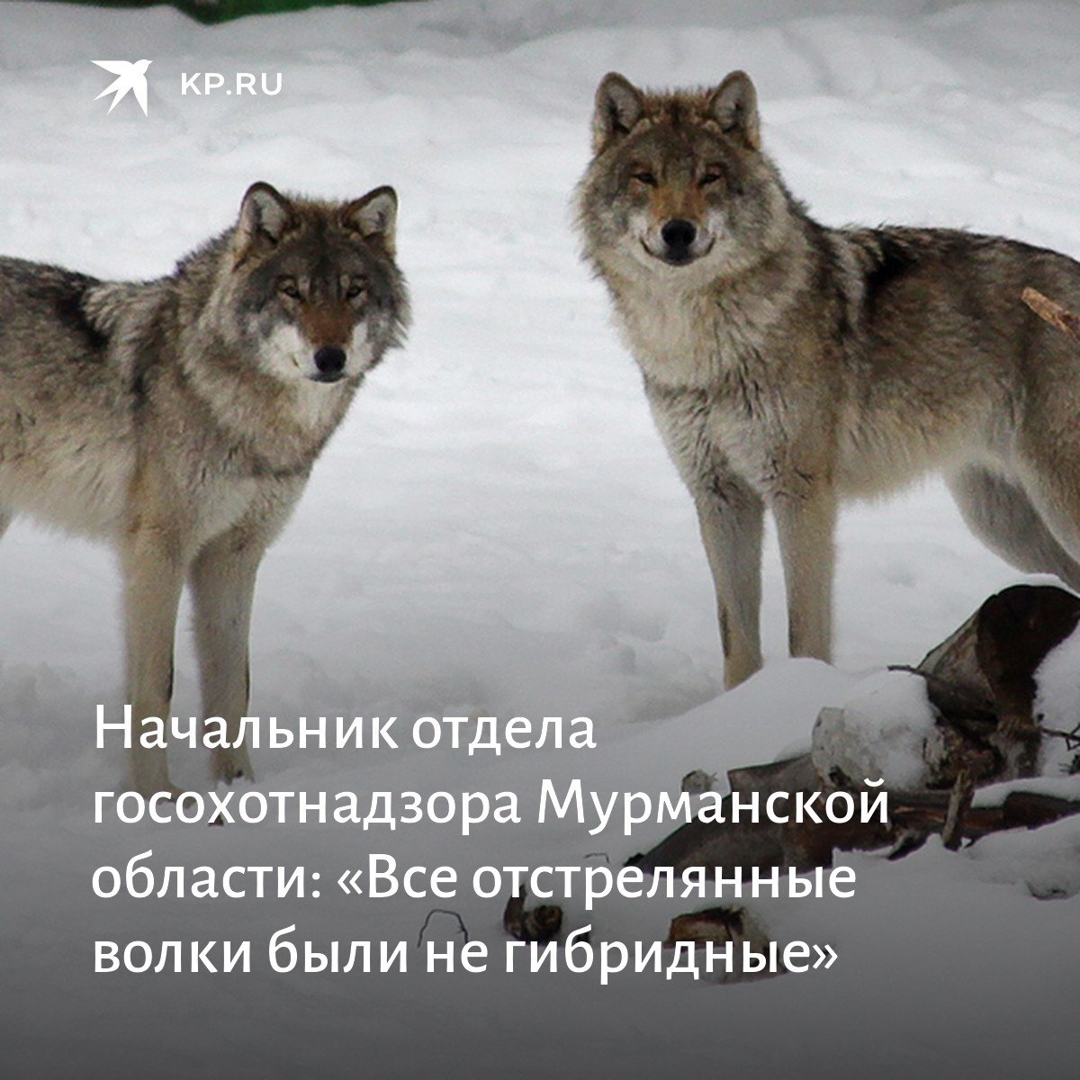 Волк пришел домой