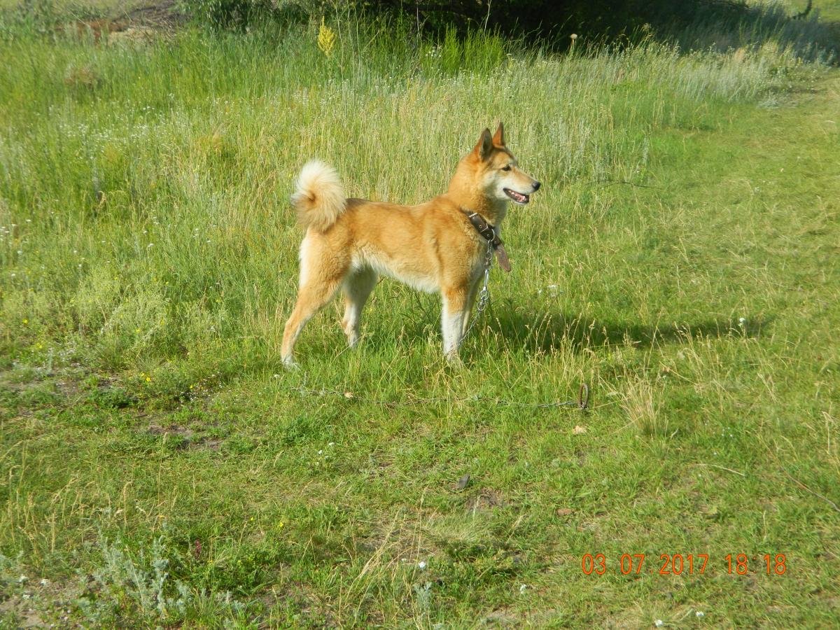 ЗСЛ Загреб Тихонова