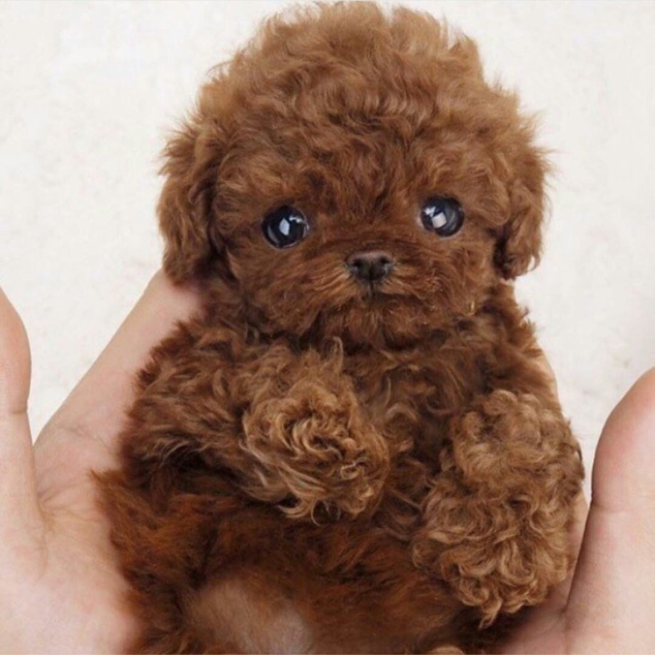 Той пудель Тикап