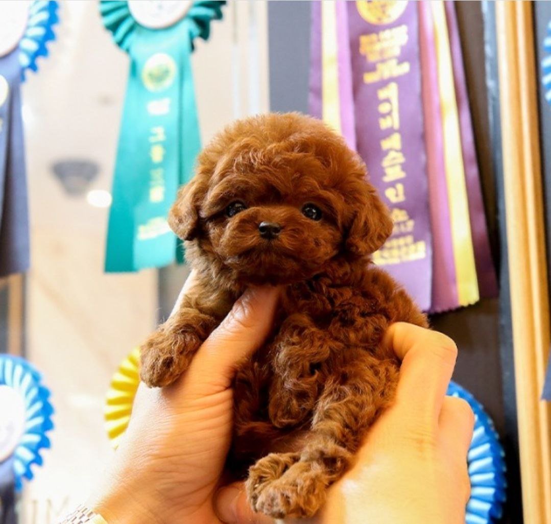 Той-пудель ти-кап Теди Red Brown