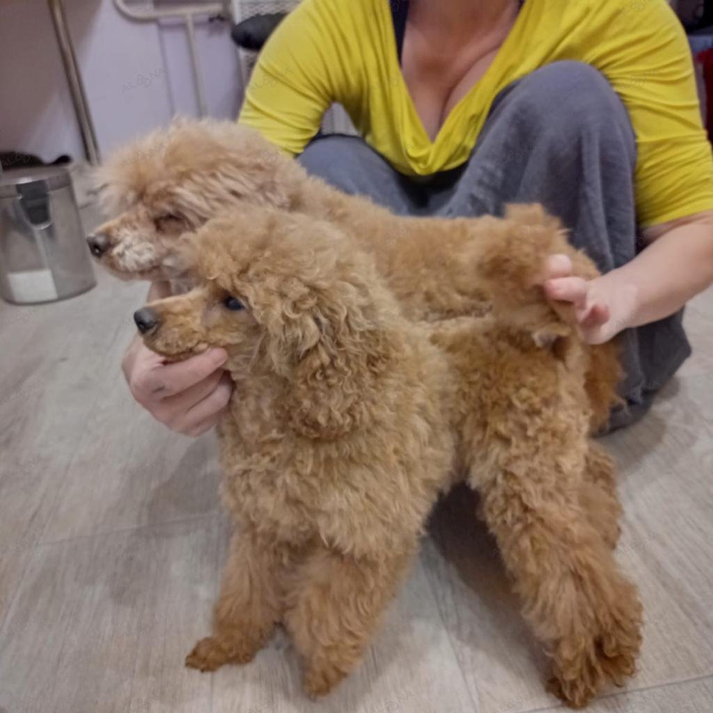 Карликовый пудель красного окраса