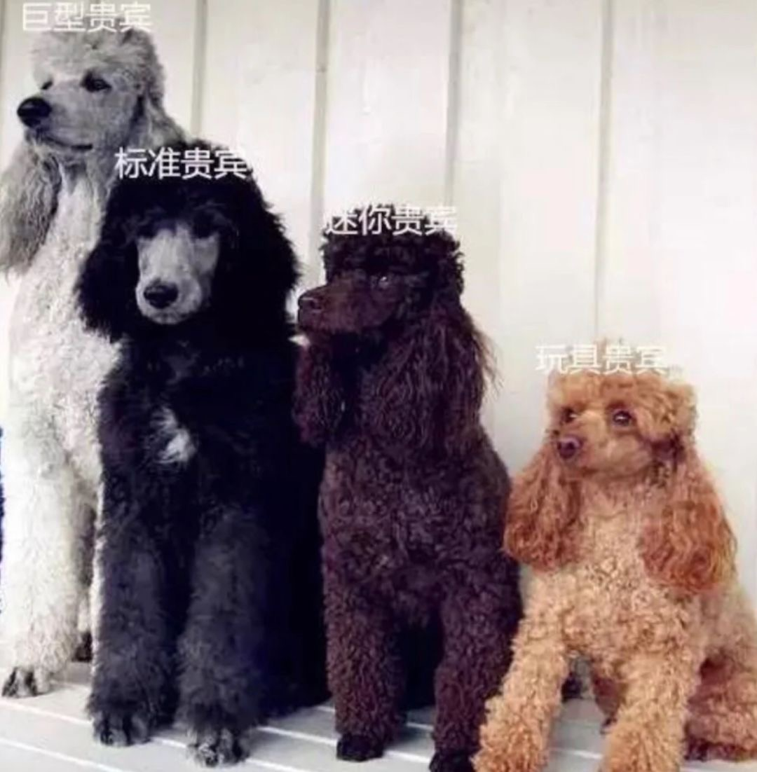 Королевский пудель и карликовый пудель