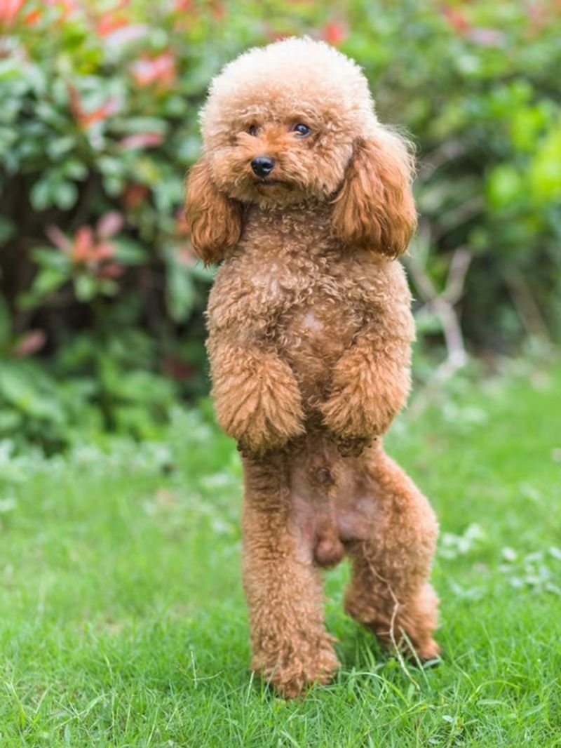 Карликовый пудель мальтипу